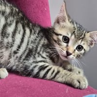 Diva, chatte à adopter