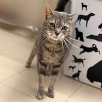 Pita CAB5648, chatte à adopter