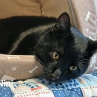 Nini, chat à adopter