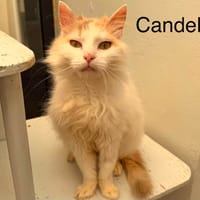 Candela, chatte à adopter