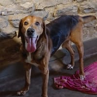 Charly, chien à adopter