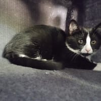 Cacahuète (réservée), chatte à adopter