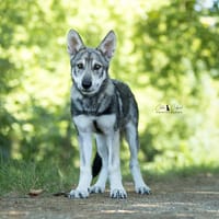 Shadow, chien à adopter