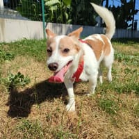 FOXY QCN, chien à adopter
