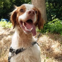Lucky, chien à adopter