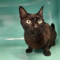 BUNTY HAB17605, chatte à adopter