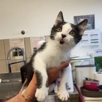 ELFO HAB17606, chat à adopter