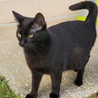LILITH QCT, chatte à adopter