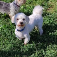 POLLUX QCN, chien à adopter