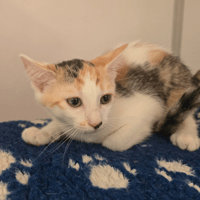 Bloom, chatte à adopter