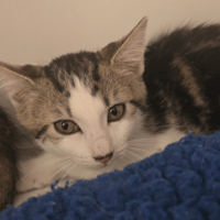 Flora, chatte à adopter