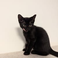 FERGUS QCT, chat à adopter