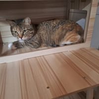 gala, chatte à adopter