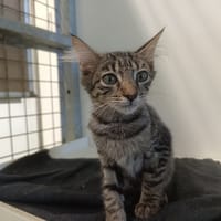 PATOUNETTE, chatte à adopter