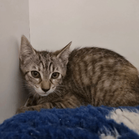 LAYLA, chatte à adopter