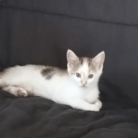 Brownie, chatte à adopter