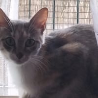 Mélodie, chatte à adopter