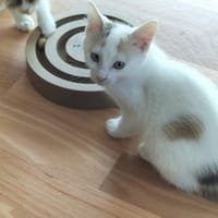 Bianca, chatte à adopter