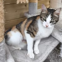 KALIE, chatte à adopter