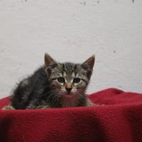 DAME CROQUETTES HAB17655, chatte à adopter