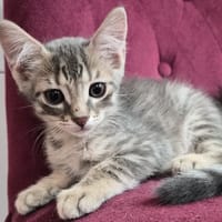 Smoky, chat à adopter
