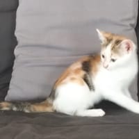 Bella, chatte à adopter