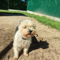 JENNY QCN (J'ai trouvé ma famille), chienne à adopter