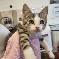 PAIGE HAB17612, chatte à adopter