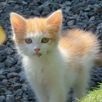 SEBASTIAN C, chat à adopter