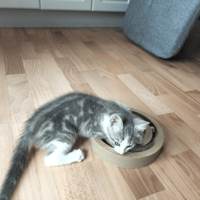 Berlioz, chat à adopter