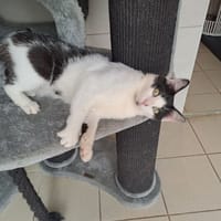 Réservé Dumbo, chat à adopter