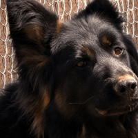 VICTORIA, chienne à adopter