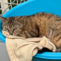 Epice CAB5712, chatte à adopter