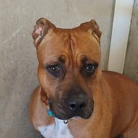 VENUS QCN, chienne à adopter