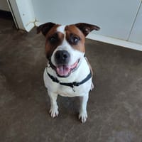 SUN QCN, chien à adopter