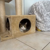 PEPSIE, chatte à adopter