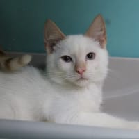 SONIC, chat à adopter