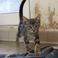 COOKIE, chat à adopter