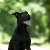 Ava, chienne à adopter