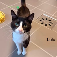 Lulu, chat à adopter