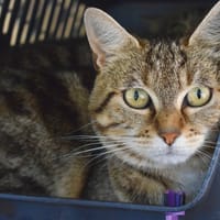 POUSHY, chatte à adopter