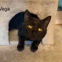 VEGA, chat à adopter