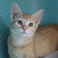yoshi, chat à adopter