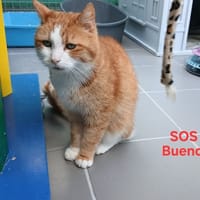 BUENO dit DOUDOU, chat à adopter