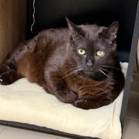 Tortank CAB5398, chat à adopter