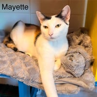 Mayette, chatte à adopter