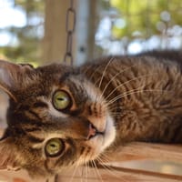 BOULON, chat à adopter