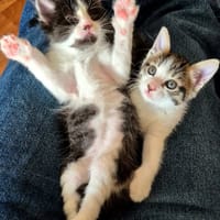 BARREL ET SHRIMP À ADOPTER EN DUO OU SEUL SI DÉJÀ UN CHAT PRÉSENT CHEZ VOUS, chat à adopter