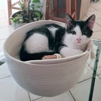 PILOU, chat à adopter