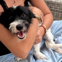 MILOU, chien à adopter
